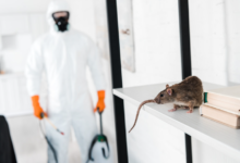How Professional Pest Control Protects Homes in Chelmsford