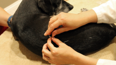 Traditional Wisdom for Modern Pets: The Rise of TCM for Dogs