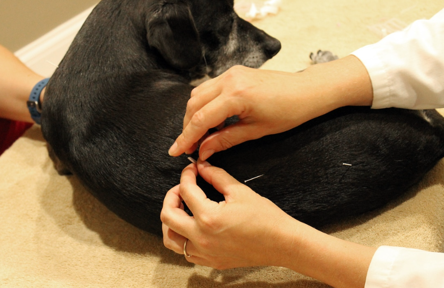 Traditional Wisdom for Modern Pets: The Rise of TCM for Dogs