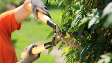 Timing Matters: Best Seasons for Effective Tree Trimming