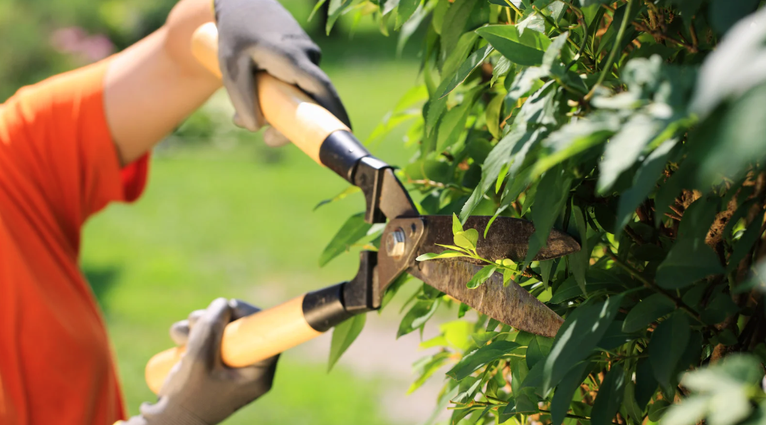 Timing Matters: Best Seasons for Effective Tree Trimming