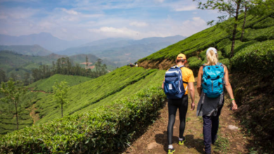Exploring Munnar: Kerala’s Serene Tea Paradise