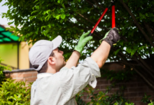 Why Tree Trimming Is Crucial for the Health of Your Trees