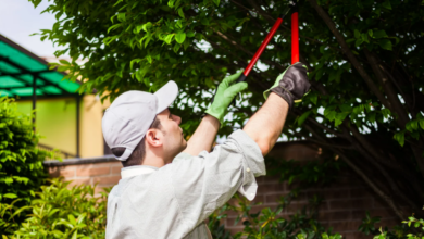 Why Tree Trimming Is Crucial for the Health of Your Trees