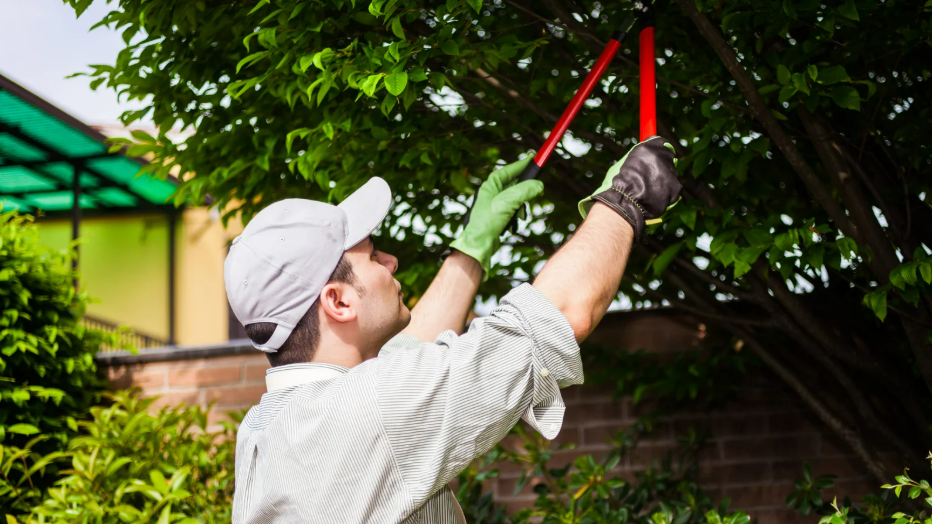 Why Tree Trimming Is Crucial for the Health of Your Trees
