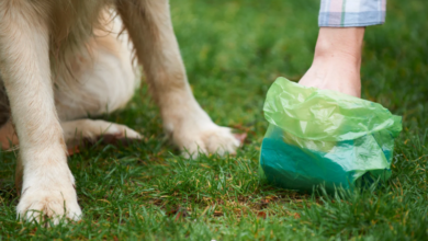 Choosing the Right Pooper Scooper Company: Key Questions to Ask