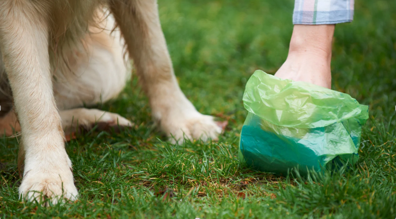 Choosing the Right Pooper Scooper Company: Key Questions to Ask